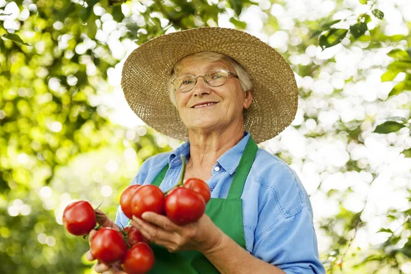 Senior woman with tomatoes — Stock Photo, Image