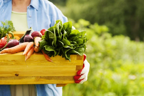 Sênior mulher segurando caixa com legumes — Fotografia de Stock