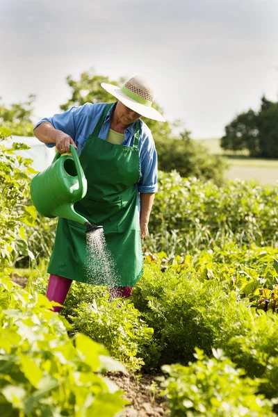 Kvinna vattna en planta — Stockfoto