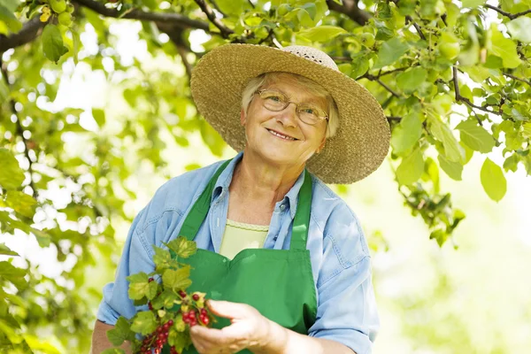 Senior vérifier un buisson de groseille rouge — Photo