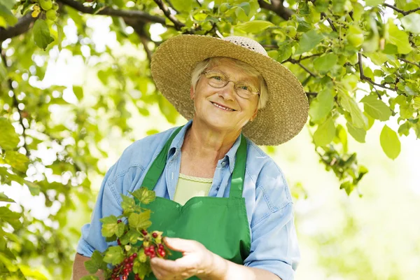 Senior checking a red currant bush — Stock Photo, Image