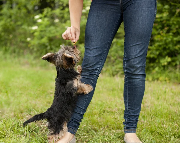 Femme nourrissant chiot — Photo