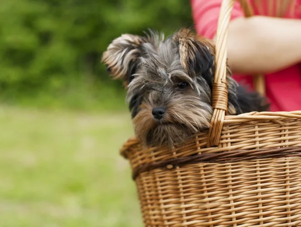 Yorkshire terrier em cesta — Fotografia de Stock