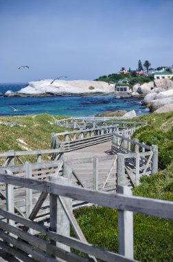 bay üstünde martılar