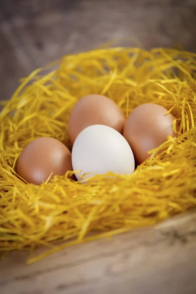 Taze yumurta — Stok fotoğraf