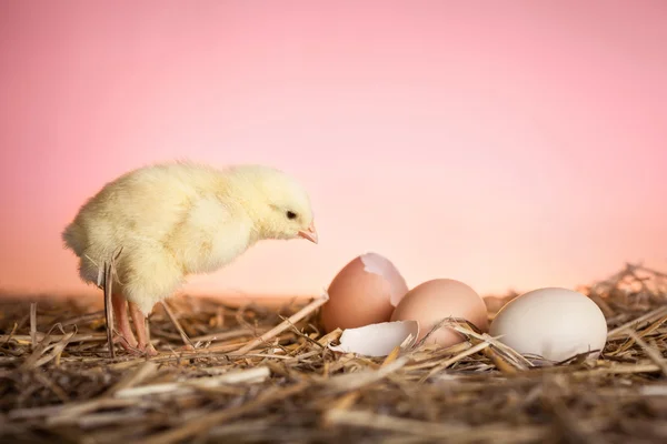 Baby kyckling — Stockfoto