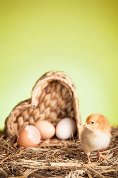 Primavera con pollo pequeño —  Fotos de Stock