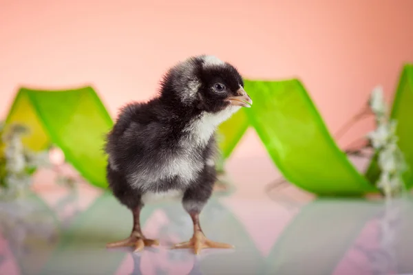 Newborn chicken — Stock Photo, Image