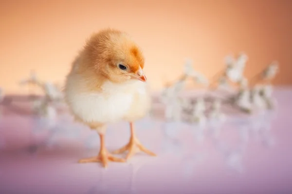 Kleines Huhn — Stockfoto