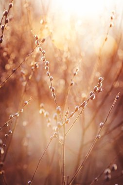 güneşli günde kedicikler