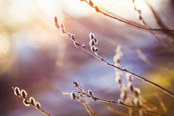 Catkins en un día soleado — Foto de Stock