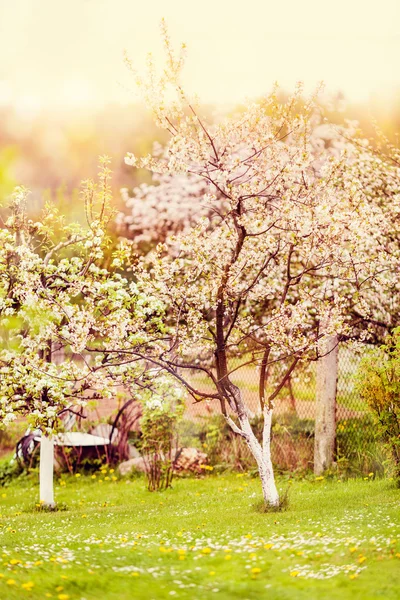 Bomen in het dorp — Stockfoto