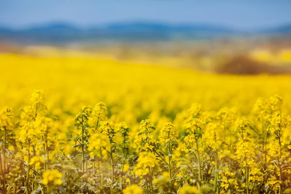Жовтий цвітіння олійний — стокове фото