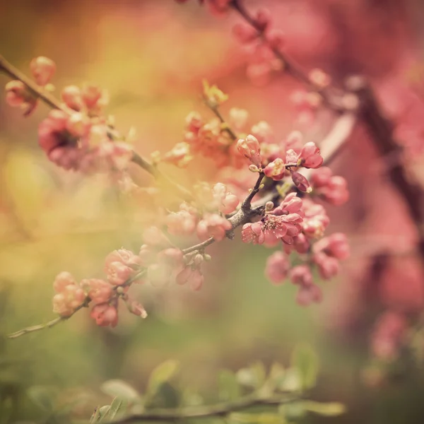 Frühlingsblumen auf dem Baum — Stockfoto