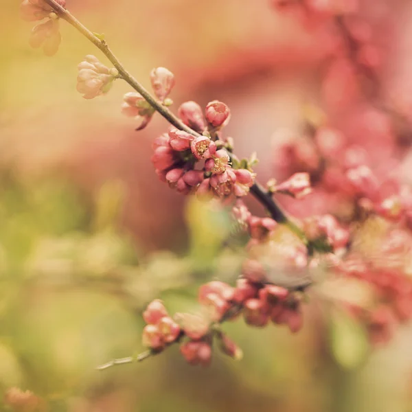 Branch with spring flowers — Stock Photo, Image