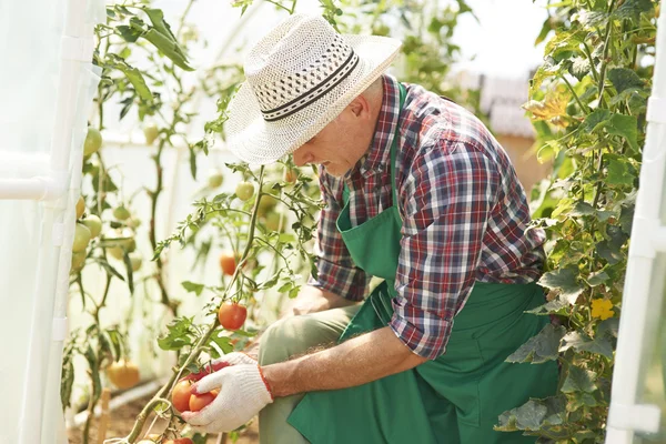 Man during work in greenhouse — Stock Photo, Image