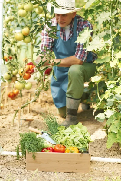 El hombre durante el trabajo en invernadero — Foto de Stock