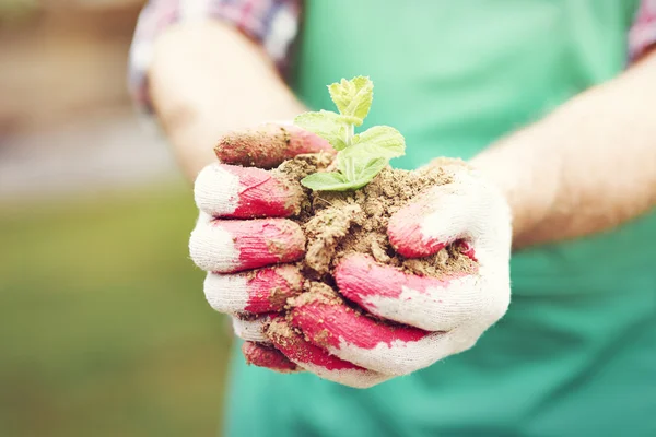 Seedling cupped in hands — Stock Photo, Image