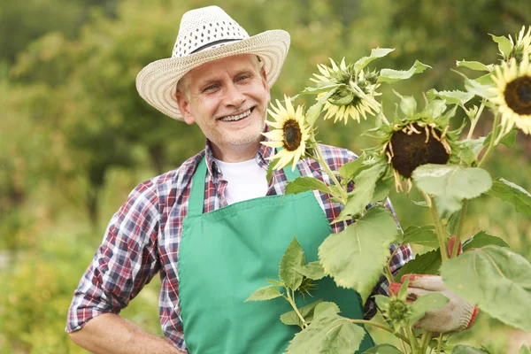 Mogen man med solros — Stockfoto