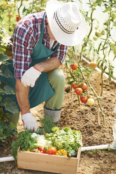 Muž tvrdé práce v zahradě — Stock fotografie