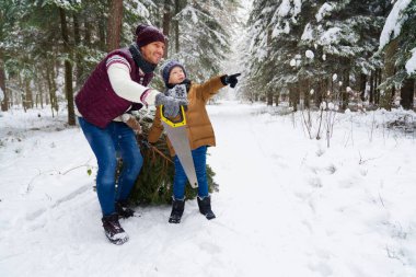Baba oğul Noel ağacı arıyor.                             