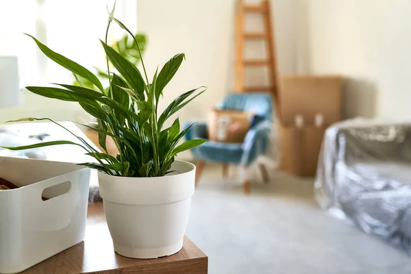 Empty Flat Carton Boxes Green Plant Foreground — Stock Photo, Image