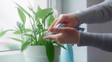 Evdeki pencere eşiğindeki çiçeklerle ilgilenen insanların ellerini kapat. 8K 'da kırmızı helyum kamerayla çekildi.. 