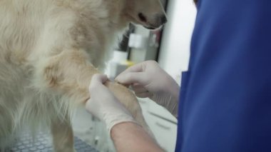Erkek veterinerin kan örneği almasına yakın çekim. 4K 'da kırmızı helyum kamerayla çekildi.. 