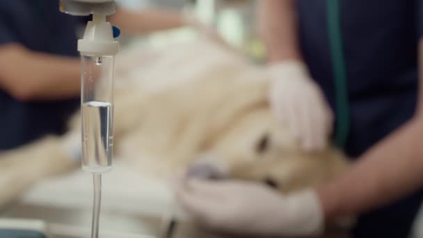 Flebo Durante Intervento Chirurgico Del Cane Girato Con Telecamera Elio — Video Stock