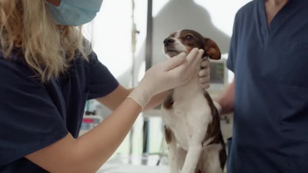 Two Doctor Preparing Dog Surgery Shot Red Helium Camera — Stock Video