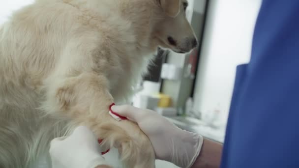 Primer Plano Del Veterinario Masculino Vendando Pierna Del Perro Fotografía — Vídeos de Stock