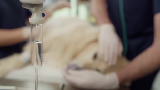 Close Anestesiar Cão Sobre Mesa Tiro Com Câmera Hélio Vermelho — Vídeo de Stock