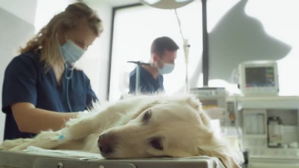 Ameliyat Masasında Yatan Narkozlu Köpeğe Yaklaşın Kırmızı Helyum Kamerayla Çekildi — Stok video