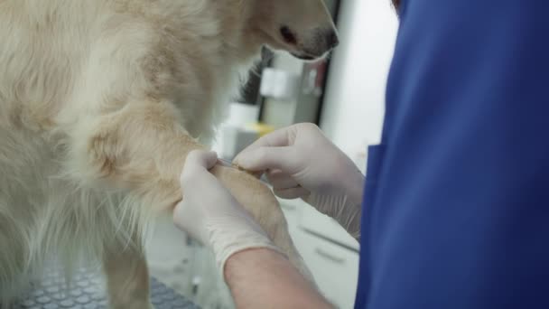 血液サンプルを採取する男性獣医師の閉鎖 4KでRedヘリウムカメラで撮影 — ストック動画