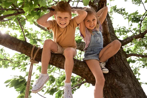 Маленькие Дети Сидят Дереве Летний День — стоковое фото