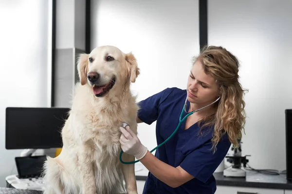 Blanke Vrouwelijke Dierenarts Onderzoeken Hond Het Kantoor — Stockfoto