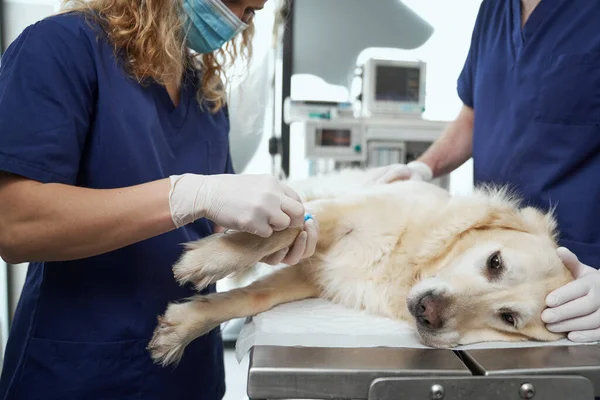 Close Médico Feminino Preparar Gotejamento Para Cão — Fotografia de Stock