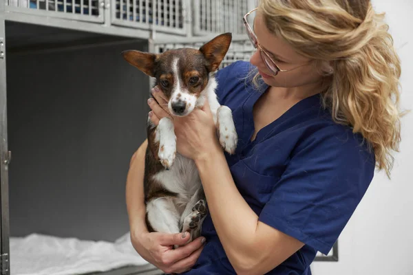 Bayan Veteriner Doktor Küçük Köpeği Kafeslerde Tutuyor — Stok fotoğraf