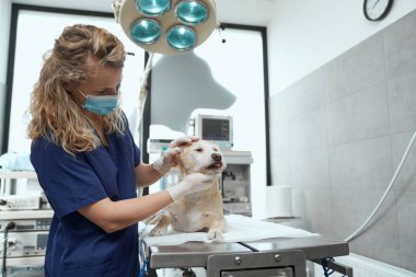 Kadın doktor, köpeği ameliyata hazırlayın. 