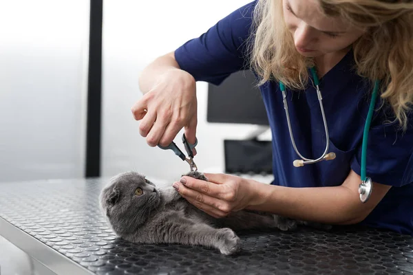 Vrouwelijke Dierenarts Snijden Kattenklauwen — Stockfoto