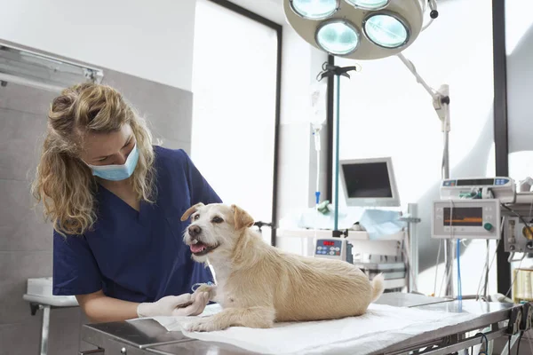 Female doctor prepare dog for surgery