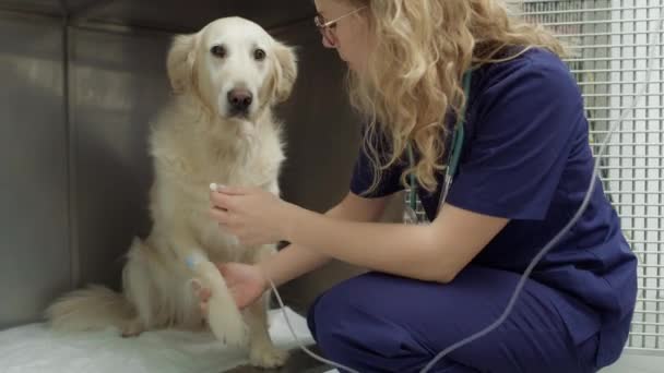 Golden Retriever Couché Hôpital Pour Animaux Avec Perfusion Intraveineuse Tourné — Video