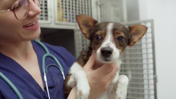 獣医の手に重点を置いた犬を閉じます 4KでRedヘリウムカメラで撮影 — ストック動画