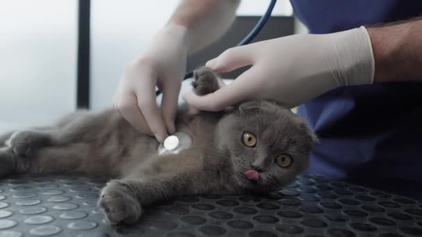 Visita Veterinario Con Gato Fotografía Con Cámara Helio Red — Vídeos de Stock