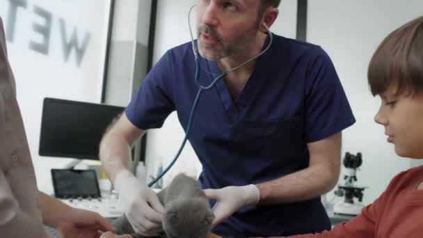Médico Masculino Examinando Gato Clínica Médica Tiro Com Câmera Hélio — Vídeo de Stock