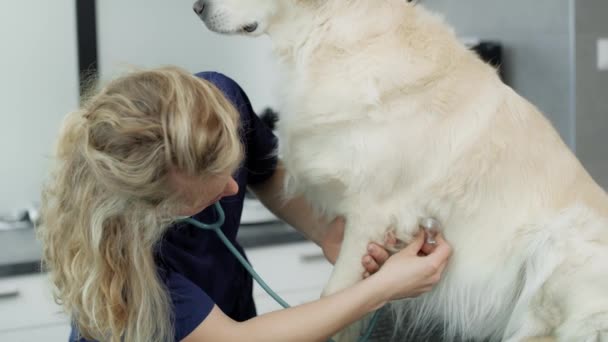 Veterinaria Hembra Caucásica Examinar Perro Oficina Fotografía Con Cámara Helio — Vídeos de Stock