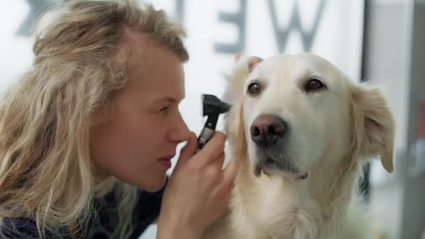 Blond Vrouwtje Dierenarts Onderzoekt Hond Het Kantoor Opgenomen Met Red — Stockvideo