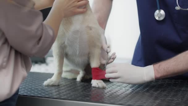 Крупный План Ветеринара Мужского Пола Перевязывающего Ногу Собаки Съемка Красной — стоковое видео