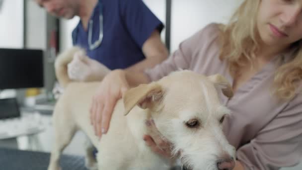 Visita Veterinario Con Perro Fotografía Con Cámara Helio Red — Vídeos de Stock