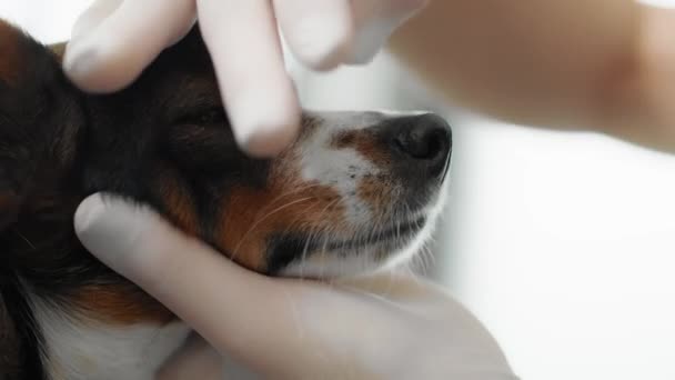 Examinar Salud Dental Del Perro Consultorio Del Veterinario Fotografía Con — Vídeo de stock